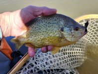 20240329_REsunfish.jpg
