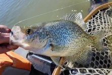 20240330_buggerfish.jpg