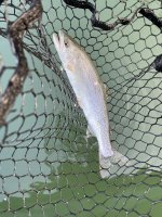 IMG_4215.jpeg IMG_4215.jpeg
