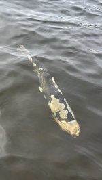 IMG_3693.jpeg IMG_3693.jpeg