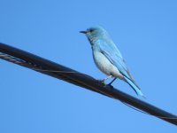 bluebird3.JPG