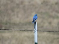 bluebird1.JPG