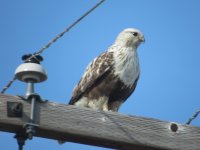 hawk1.JPG