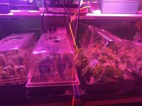 IMG_5087.jpeg