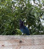IMG_6939.jpeg