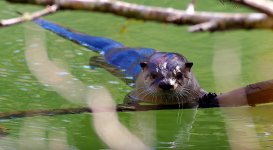 otterppppppppp.jpg otterppppppppp.jpg