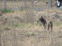coyote1.JPG