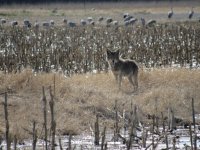 coyote2.JPG
