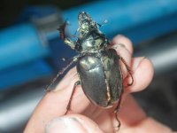 A08CantariaBeetleFemaleP3110048.jpg