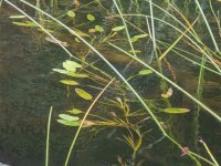 A05AquaticPlantP3140123.jpg