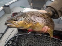 A03MyBrownA3150144.jpg