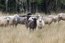 A00SheepWWetCoats1547.jpg