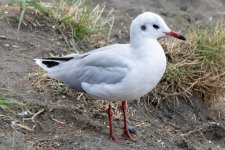 A02BrownHoodedGull1230.jpg
