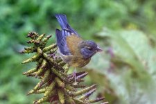 A06PatagonianSierraFinch1503.jpg