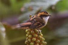 A07ThornTailedRayodito1447.jpg