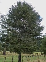 A00aNothofagusDombeyiiP3130094.jpg