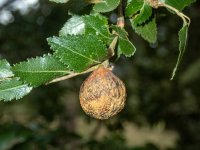 A00bNothofagusDombeyi3130093.jpg