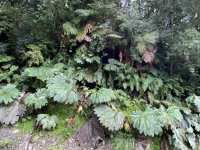 A01ChileanRhubarb&Ferns7747.jpg