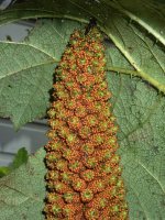 A03ChileanRhubarbPanicleWFruit3130114.jpg