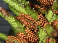 A04ChileanRhubarbFruits3130111.jpg