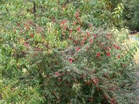 A05FuchsiaMagellanicaP3130099.jpg