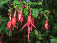 A06FuchsiaMagellanica3130089.jpg