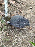 IMG_3937.jpeg IMG_3937.jpeg