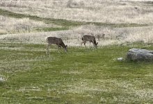 IMG_8743.jpeg