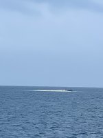 IMG_4267.jpeg