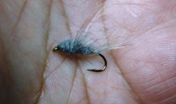 Gray Hares Ear Nymph.JPG