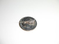 Gray Hares Ear.jpg