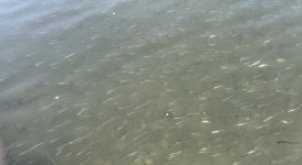 IMG_7011.jpeg IMG_7011.jpeg