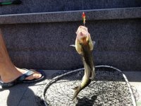 20190619_walleye.jpg 20190619_walleye.jpg
