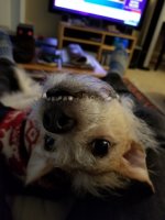 Resized_20200430_163558.jpeg