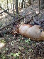 elk.jpg