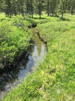 Small stream 1.jpg