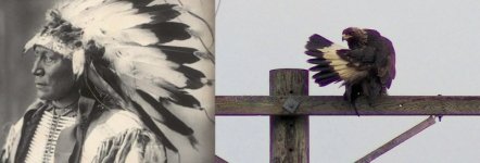 eaglefeathersssss.jpg eaglefeathersssss.jpg