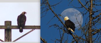 eaglesbandE.jpg eaglesbandE.jpg