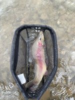 Brooder_rainbow.jpg