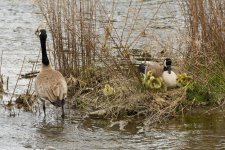 020-Goslings-041124.jpg