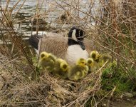 025-Goslings-041124-2.jpg