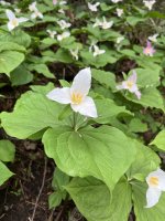 IMG_0275.jpeg