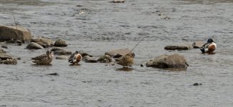 117-Shoveler041224.jpg