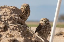 A02BurrowingOwls22995.jpg