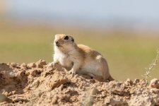 A07RoundTailedGroundSquirrel2988.jpg