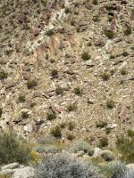 A01BighornsOnWallP3290612.jpg A01BighornsOnWallP3290612.jpg