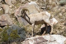 A02DesertBighornRam3224.jpg A02DesertBighornRam3224.jpg