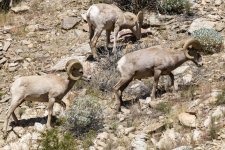 A04DesertBighornRams3253.jpg