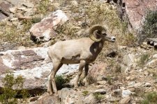 A06DesertBighornRam3250.jpg A06DesertBighornRam3250.jpg