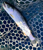 IMG_4752.jpeg